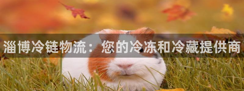 28圈注册网站加拿大：淄博冷链物流：