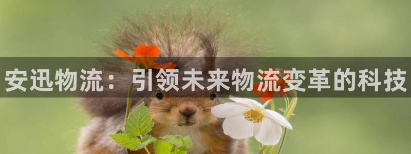 28圈加拿大是什么:安迅物流:引领未